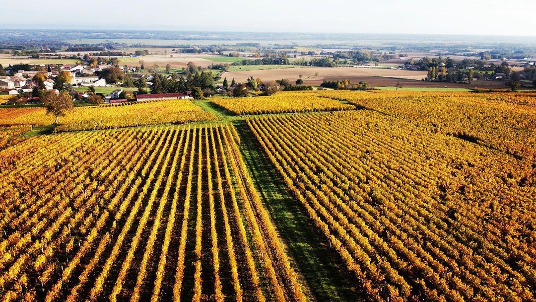 image aérienne de la vigne